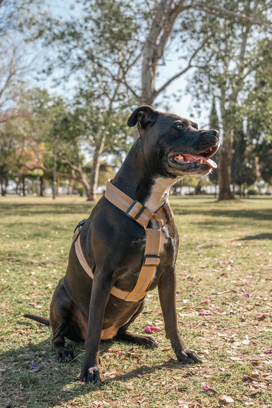 Arnés Pretal H Táctico Reforzado Anti Tirones Seguridad K9